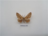 藏品(尺蛾153)的圖片